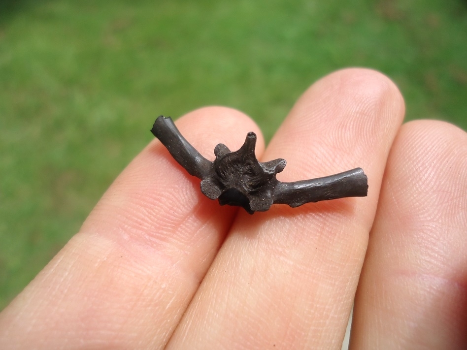 Large image 2 Incredible Bull Frog Vertebra