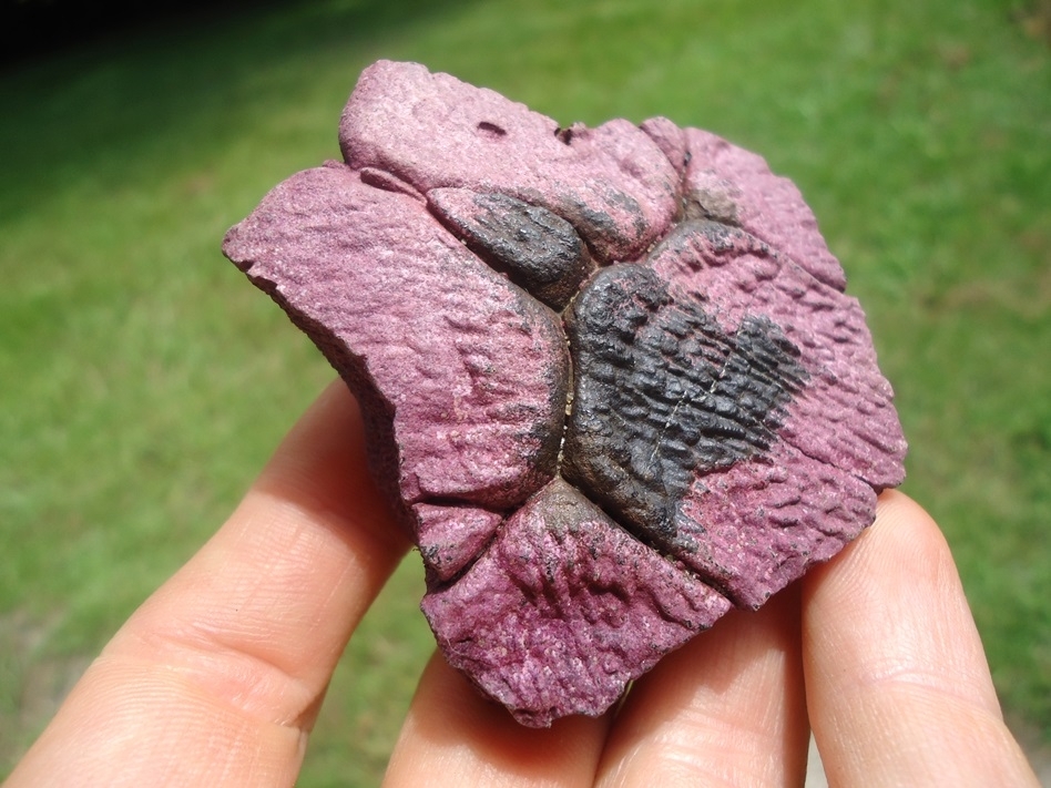 Large image 1 One-of-a-kind Pink Algae Stained Turtle Nuchal