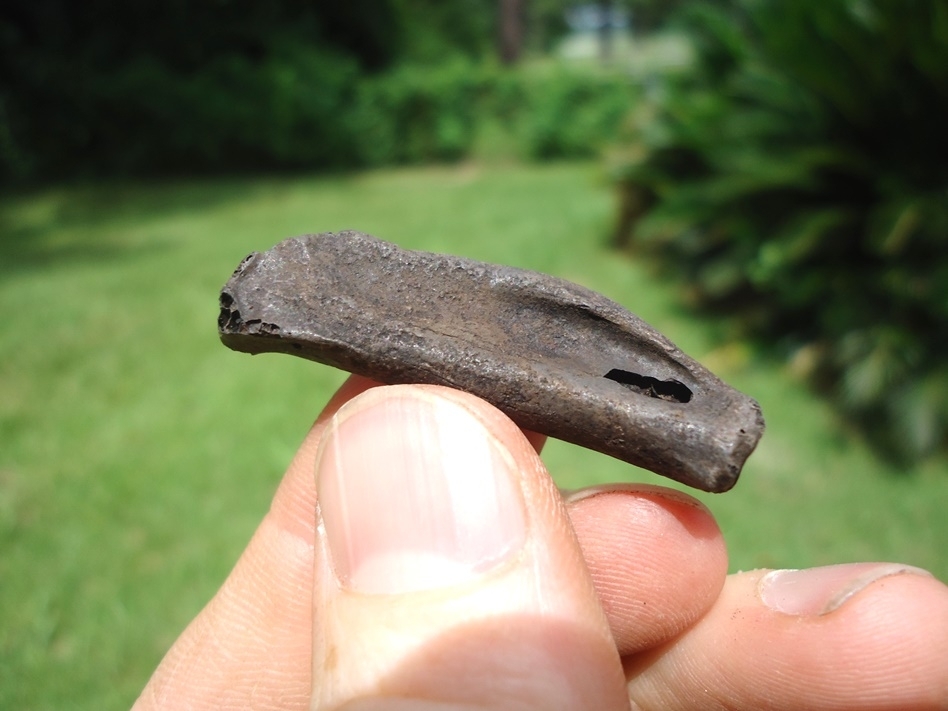 Large image 1 Very Scarce Canada Goose Wing Phalanx