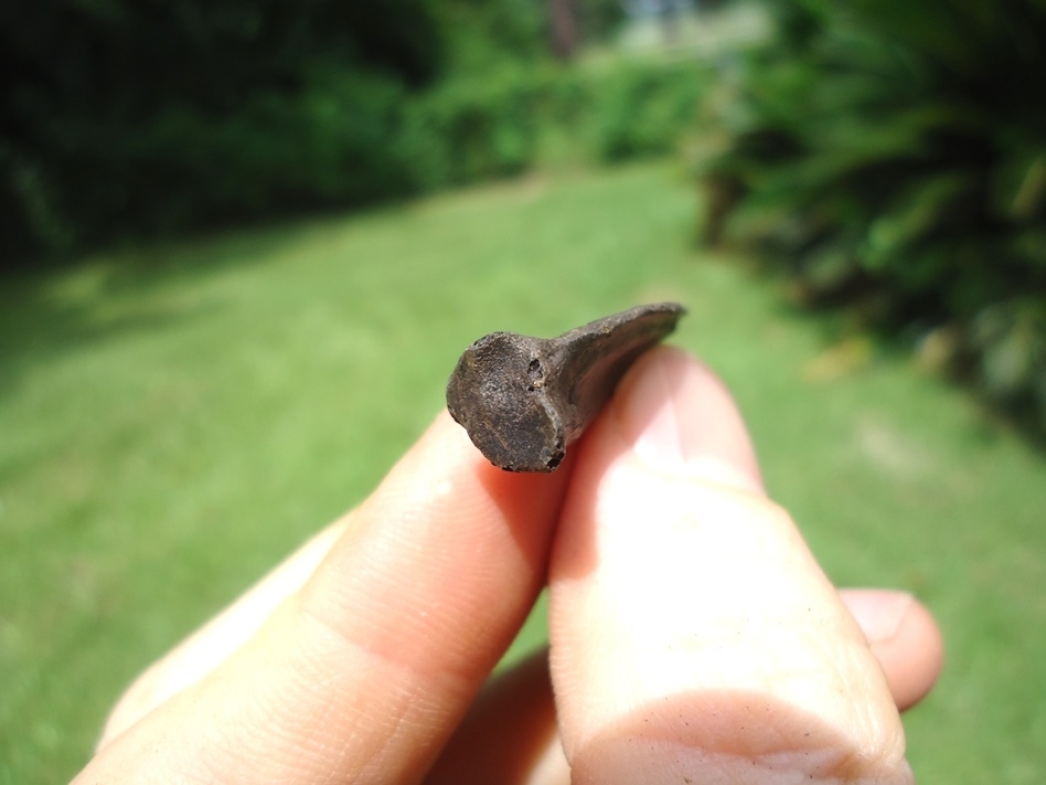 Large image 3 Very Scarce Canada Goose Wing Phalanx