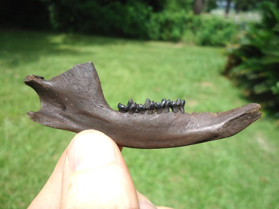 Large image 1 Nice Opossum Mandible with Four Teeth