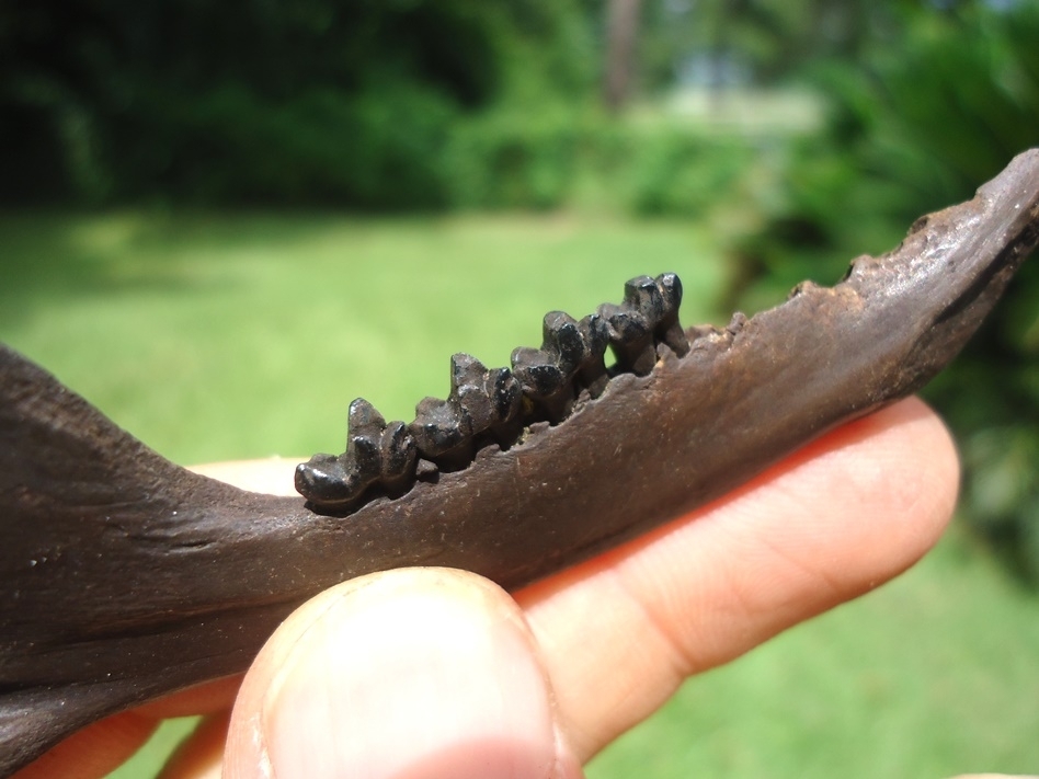 Large image 2 Nice Opossum Mandible with Four Teeth