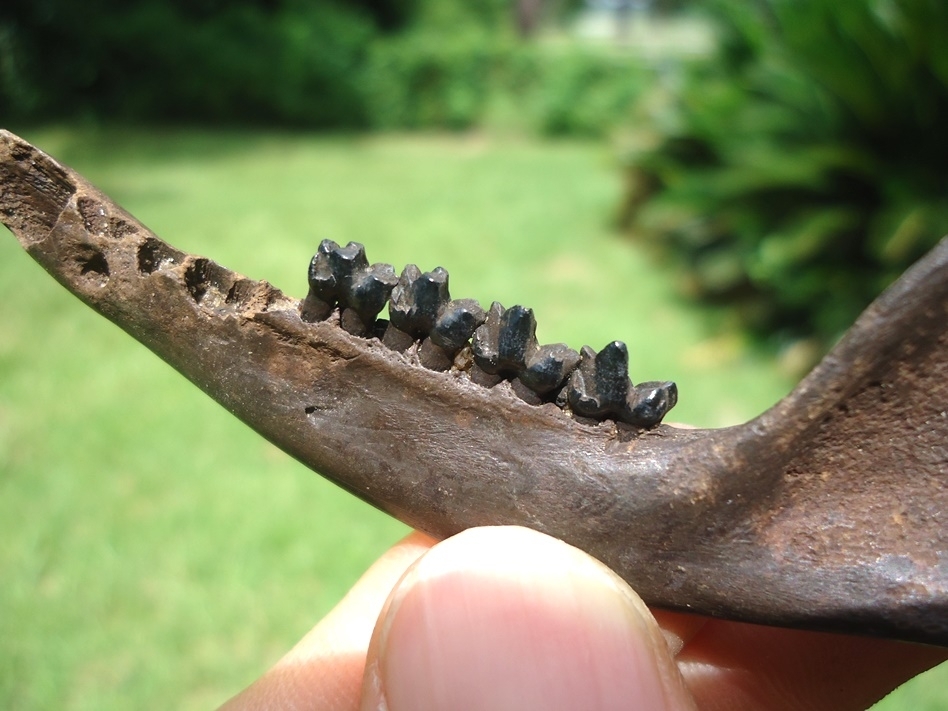 Large image 3 Nice Opossum Mandible with Four Teeth