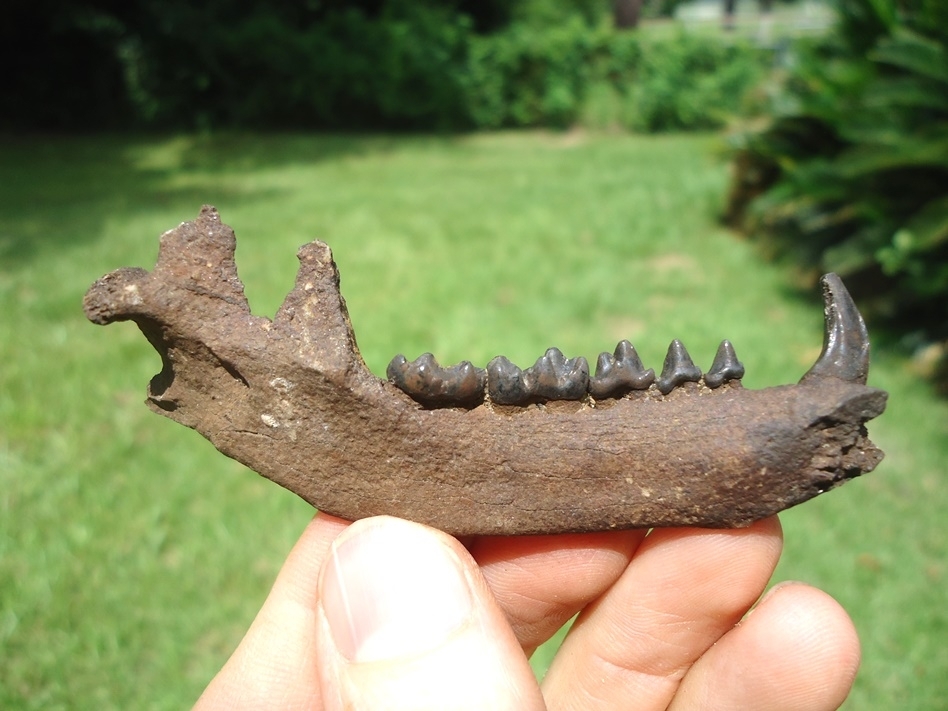 Large image 1 Superb Raccoon Mandible with Six Teeth