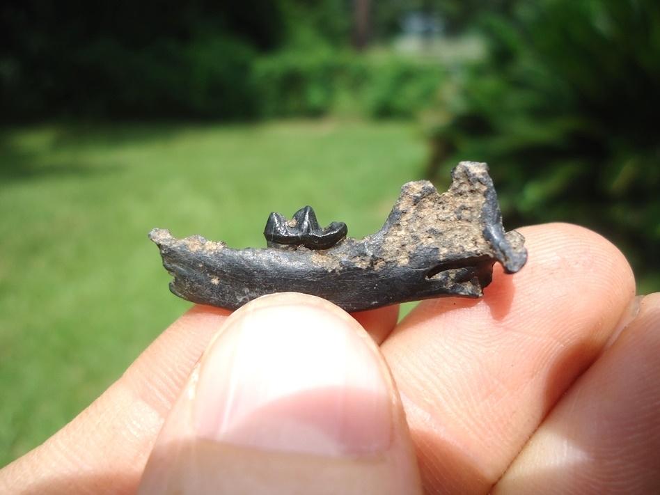 Large image 1 Rare and Very Nice Weasel Mandible