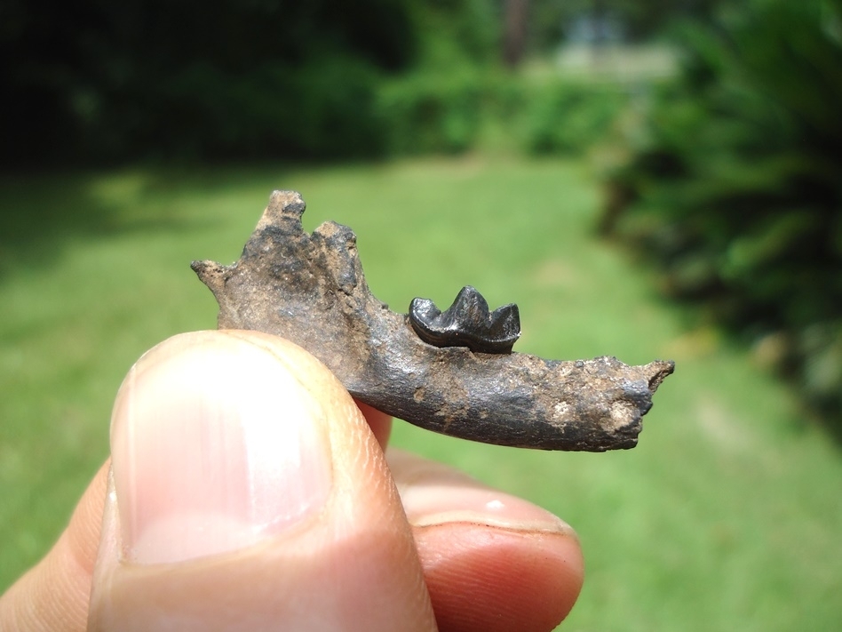 Large image 2 Rare and Very Nice Weasel Mandible