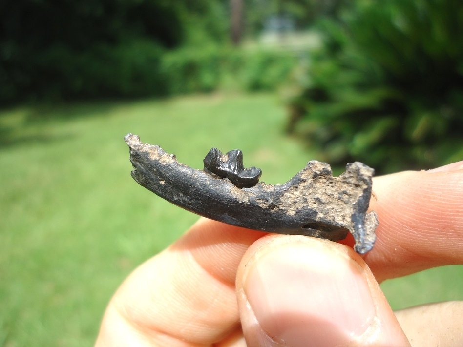 Large image 3 Rare and Very Nice Weasel Mandible