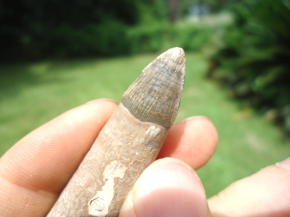 Large image 4 Immaculate Fully Rooted Alligator Tooth