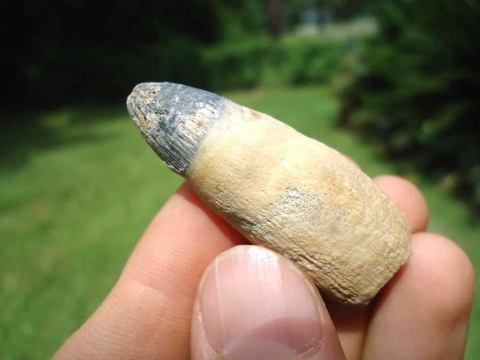 Large image 1 Beautiful Fully Rooted Alligator Tooth