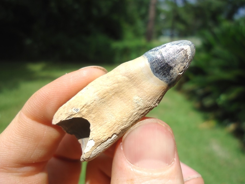 Large image 3 Beautiful Fully Rooted Alligator Tooth