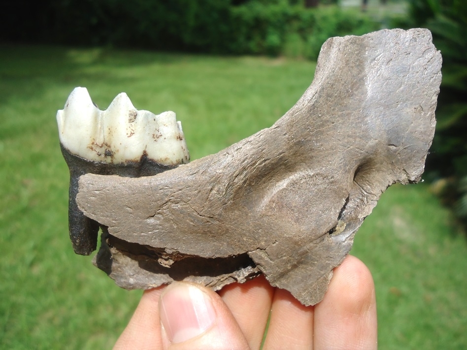 Large image 1 Very Nice Llama Mandible with Perfect Molar