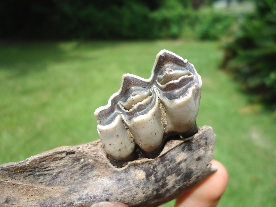 Large image 2 Very Nice Llama Mandible with Perfect Molar