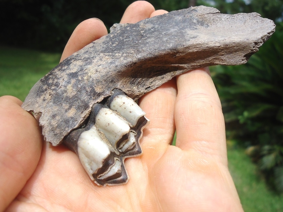 Large image 3 Very Nice Llama Mandible with Perfect Molar