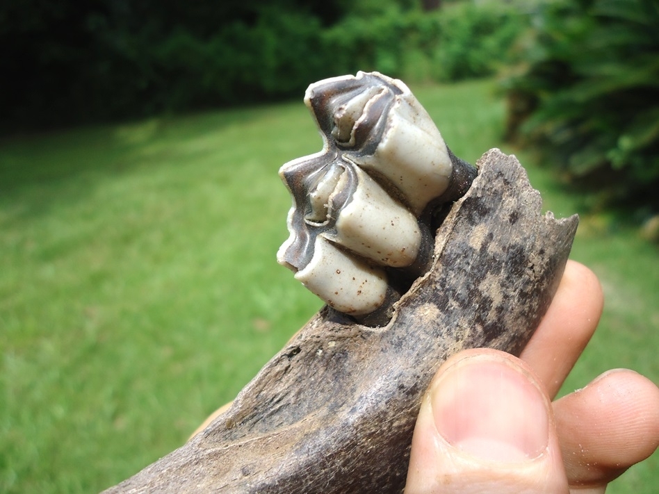 Large image 4 Very Nice Llama Mandible with Perfect Molar