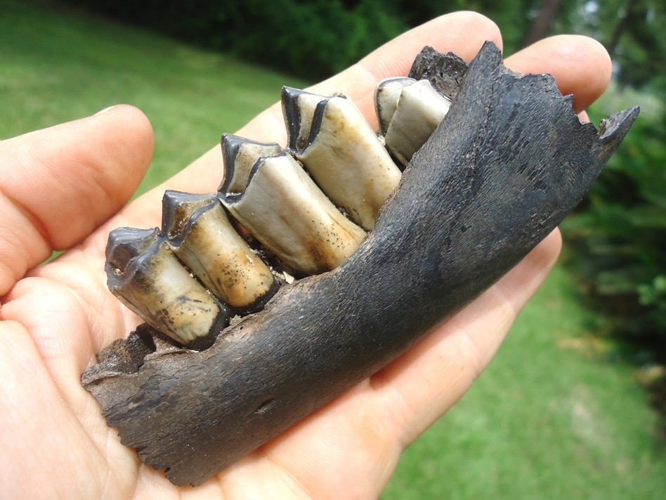 Large image 3 Exceptional Section of Llama Mandible