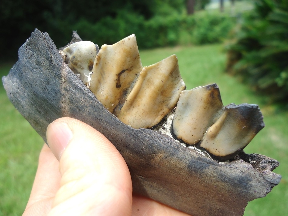 Large image 4 Exceptional Section of Llama Mandible