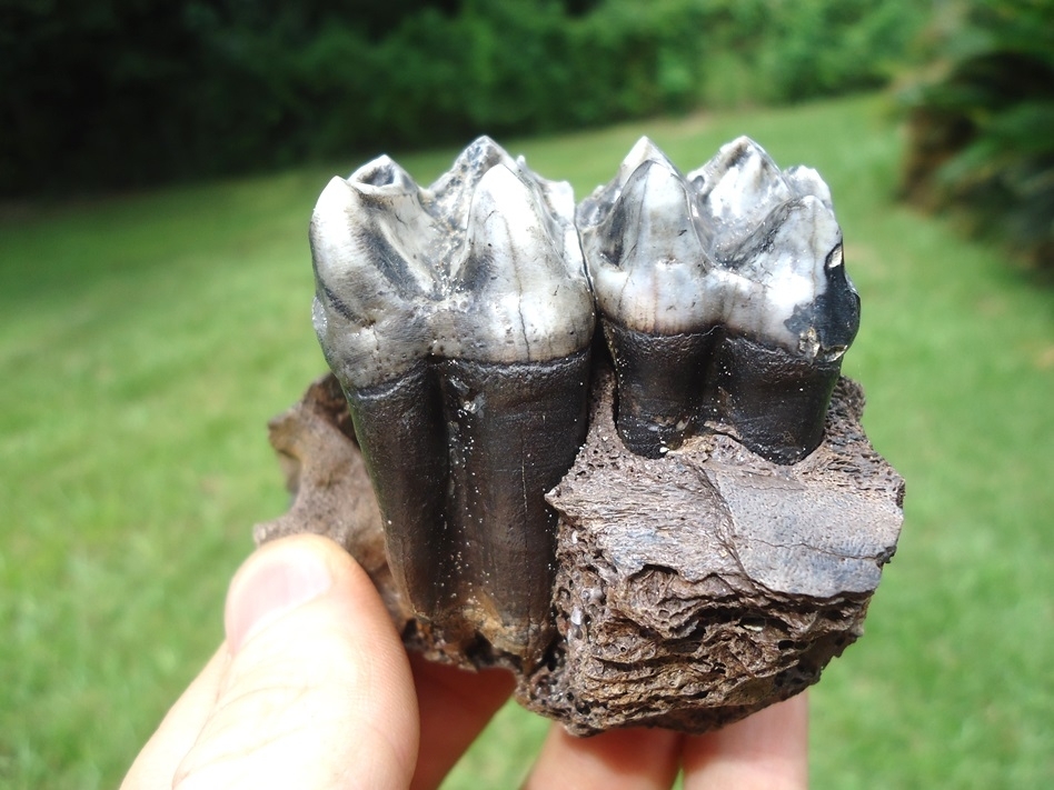 Large image 1 Gorgeous Tapir Maxilla with Two Beautiful Teeth