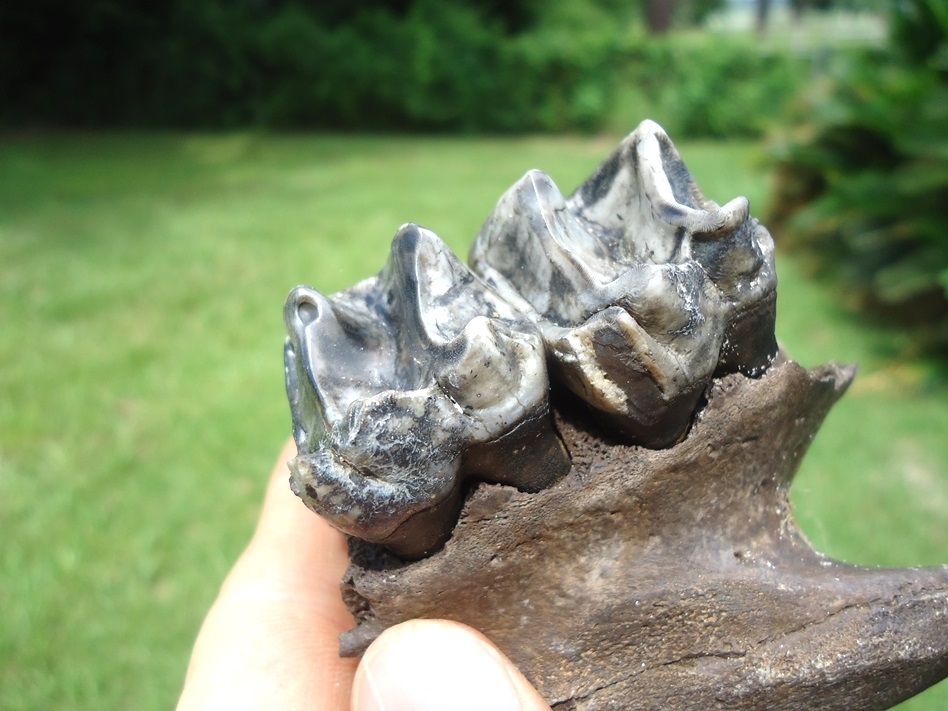 Large image 3 Gorgeous Tapir Maxilla with Two Beautiful Teeth