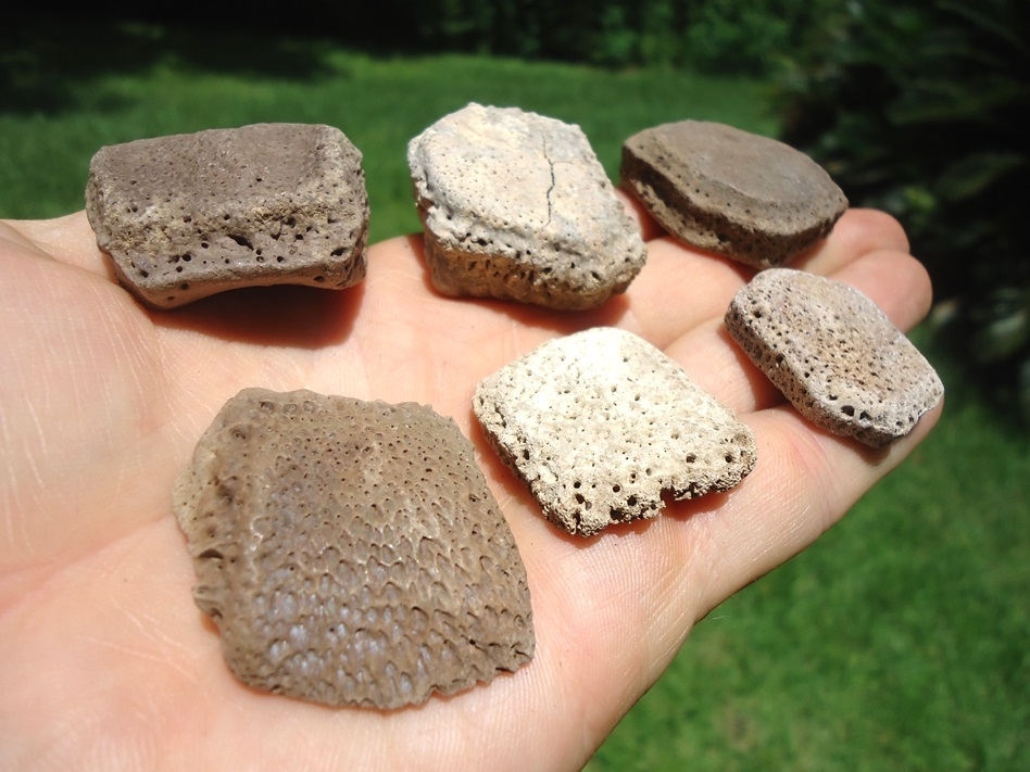 Large image 1 Six Choice Giant Armadillo Scutes