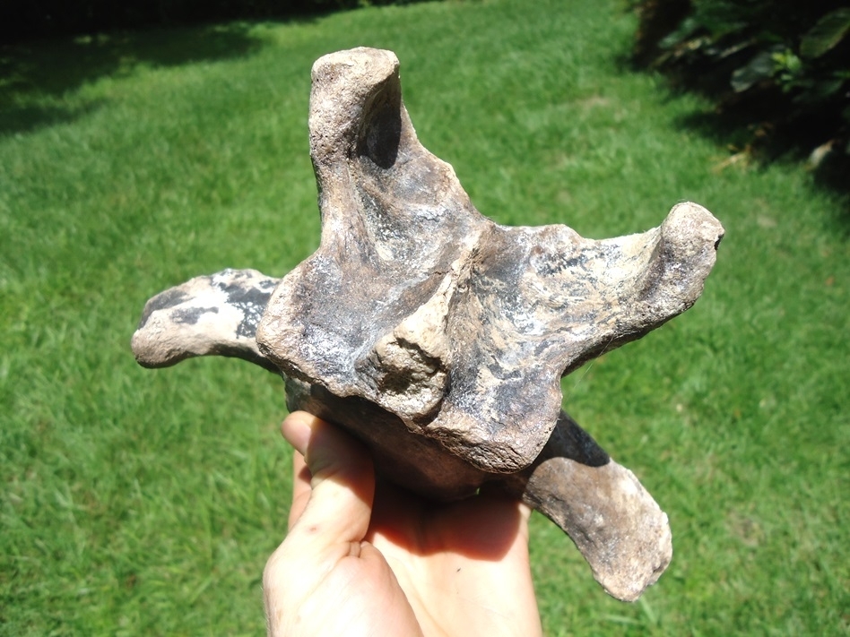 Large image 2 World Class Sloth Vertebra