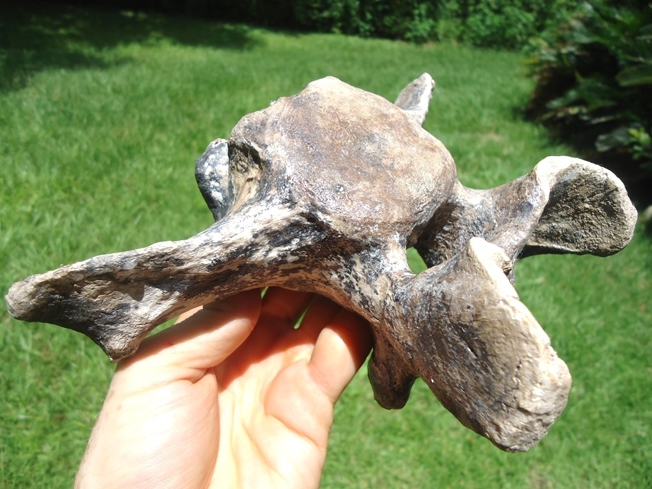 Large image 4 World Class Sloth Vertebra