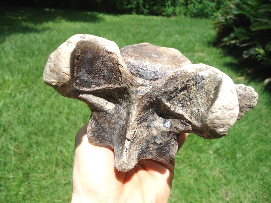 Large image 5 World Class Sloth Vertebra