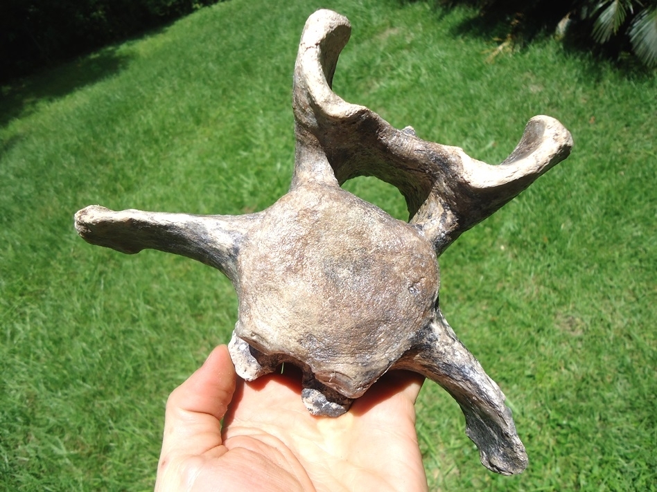 Large image 7 World Class Sloth Vertebra