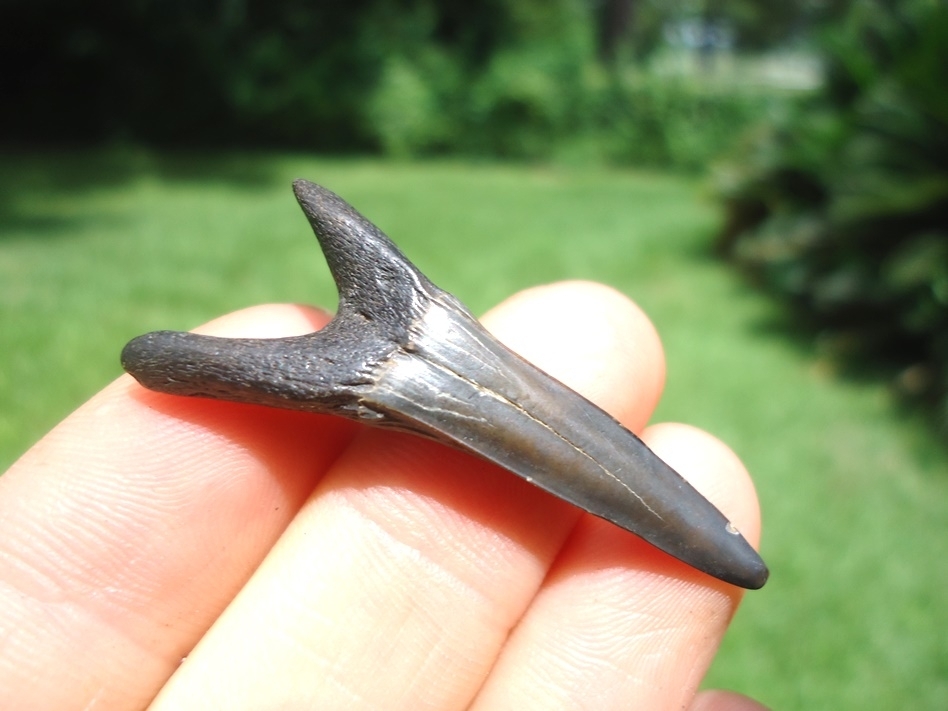 Large image 1 Rare Cretaceous Goblin Shark Tooth