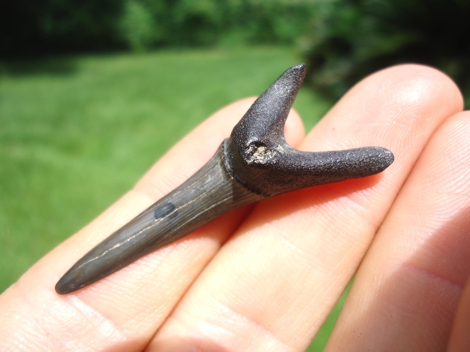 Large image 2 Rare Cretaceous Goblin Shark Tooth