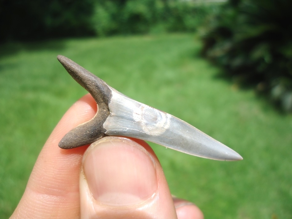 Large image 1 Rare Cretaceous Goblin Shark Tooth