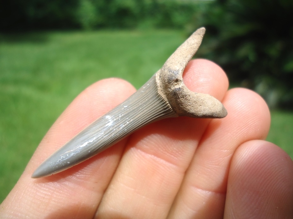 Large image 2 Rare Cretaceous Goblin Shark Tooth