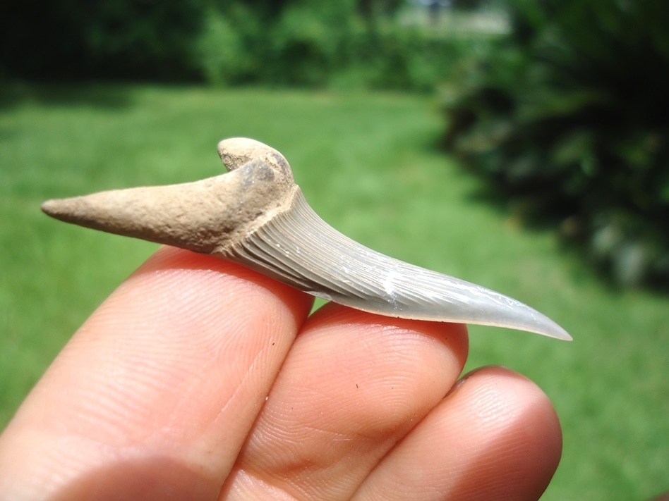 Large image 3 Rare Cretaceous Goblin Shark Tooth