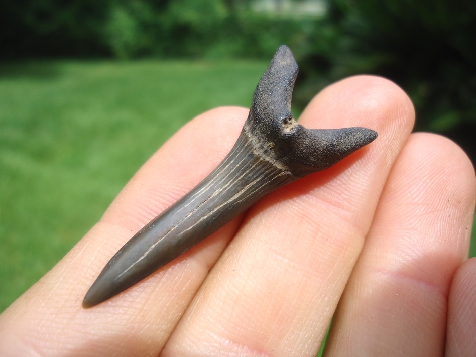 Large image 2 Rare Cretaceous Goblin Shark Tooth