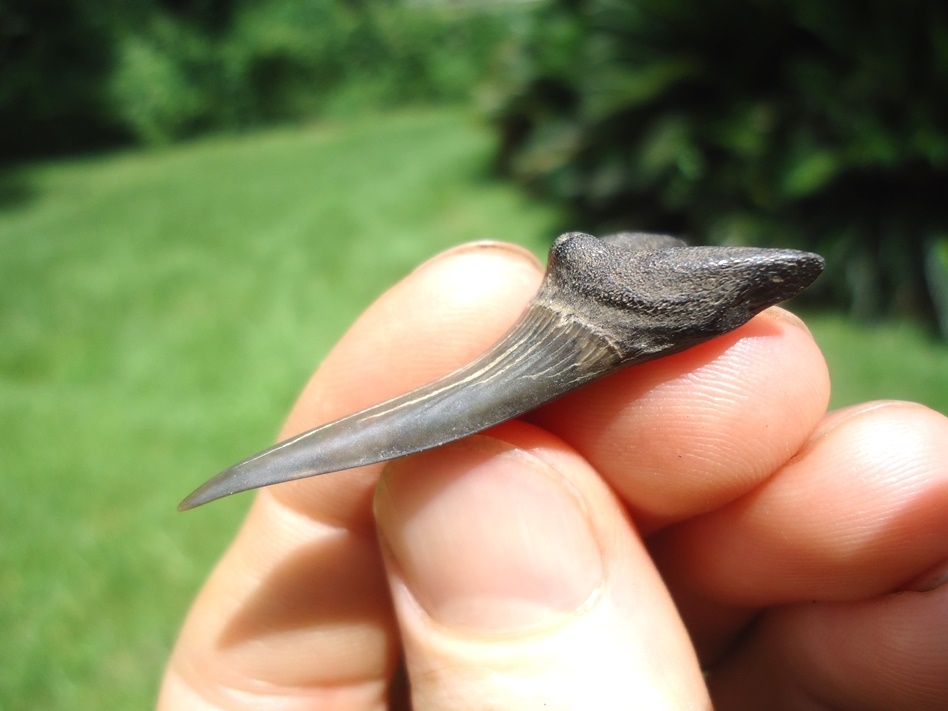 Large image 3 Rare Cretaceous Goblin Shark Tooth