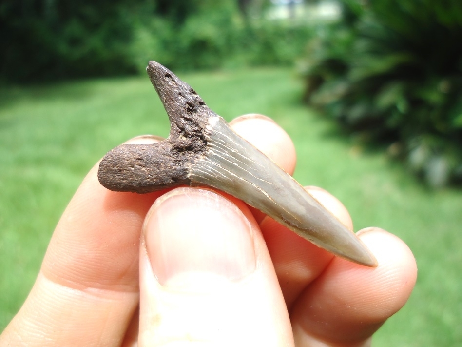 Large image 1 Rare Cretaceous Goblin Shark Tooth