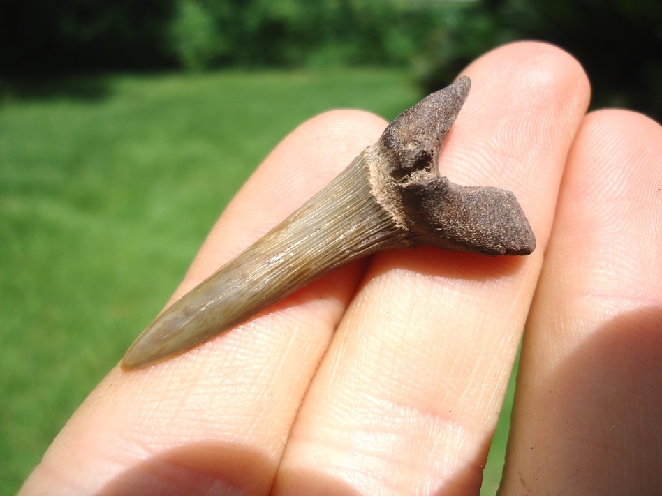 Large image 2 Rare Cretaceous Goblin Shark Tooth