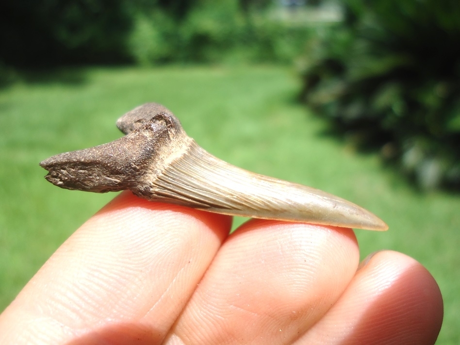 Large image 3 Rare Cretaceous Goblin Shark Tooth