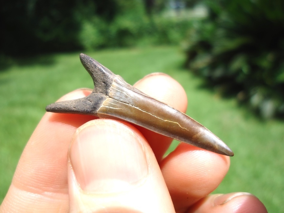 Large image 1 Rare Cretaceous Goblin Shark Tooth