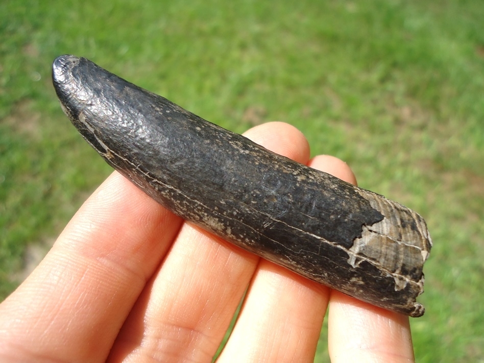 Large image 1 Very Nice Sperm Whale Tooth