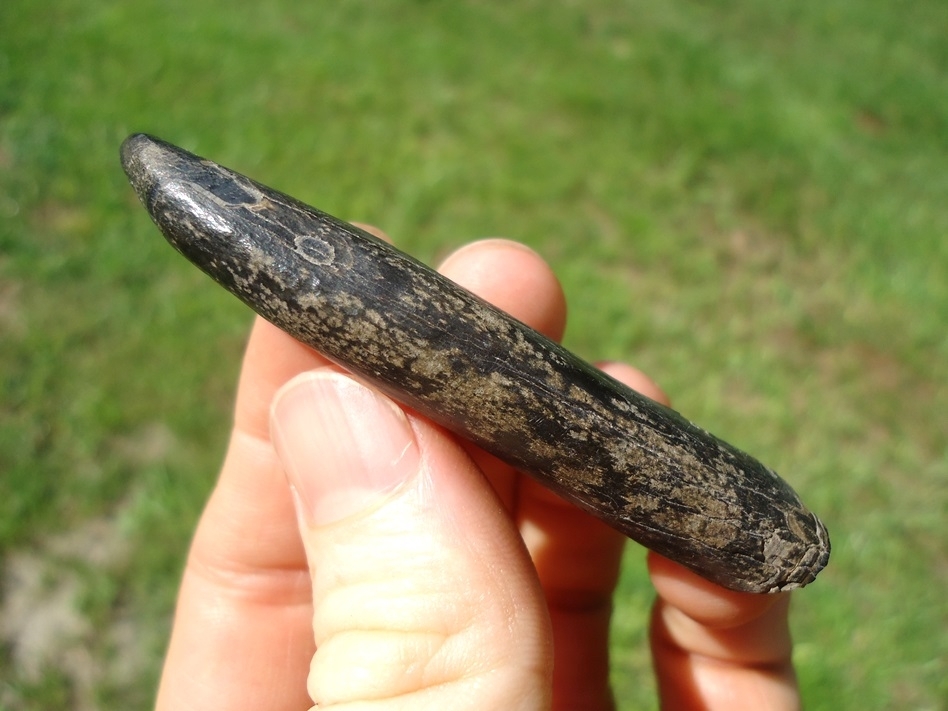 Large image 2 Very Nice Sperm Whale Tooth