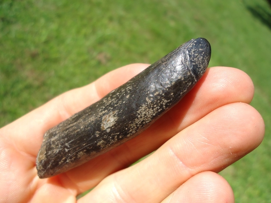 Large image 3 Very Nice Sperm Whale Tooth