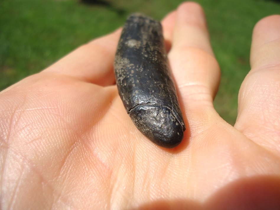 Large image 4 Very Nice Sperm Whale Tooth