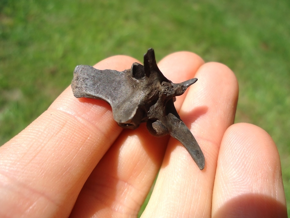 Large image 2 Exceptional Diamondback Rattlesnake Vertebra