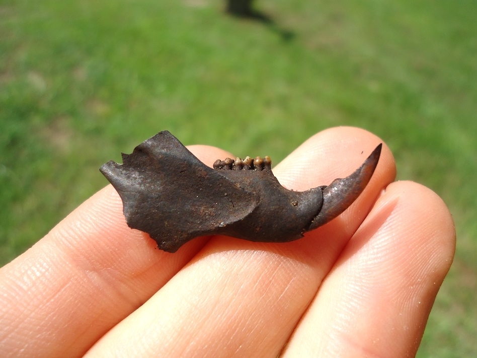 Large image 1 Top Quality Gray Squirrel Mandible