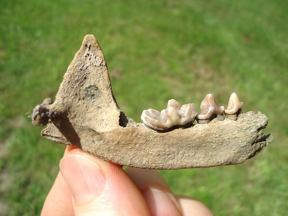 Large image 1 Remarkable Otter Mandible