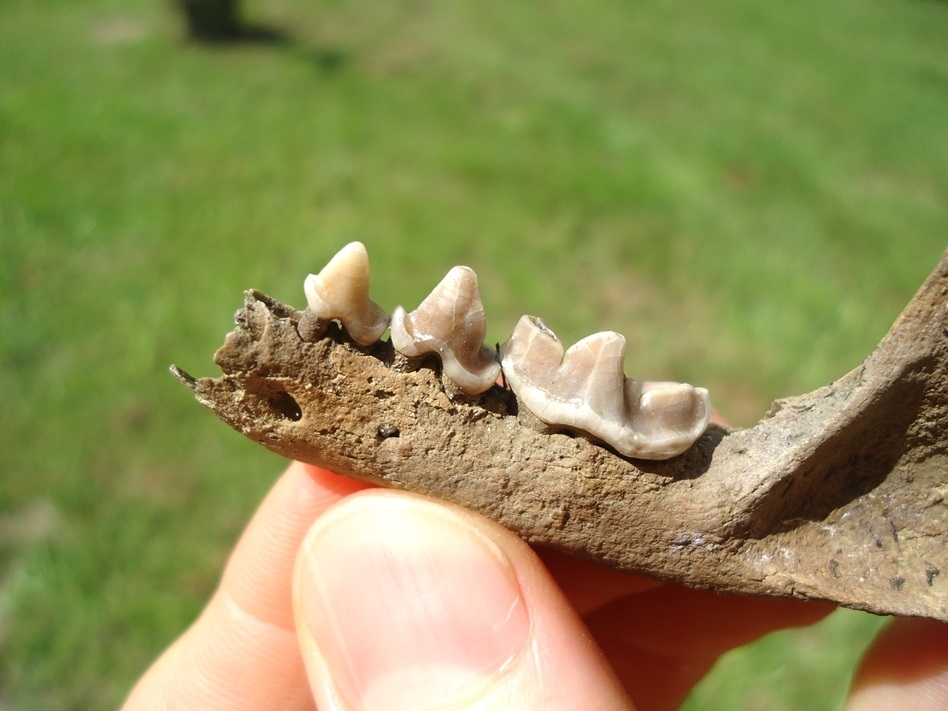 Large image 2 Remarkable Otter Mandible