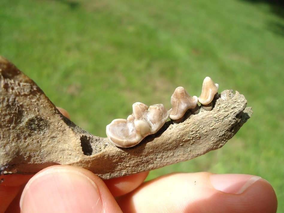 Large image 3 Remarkable Otter Mandible