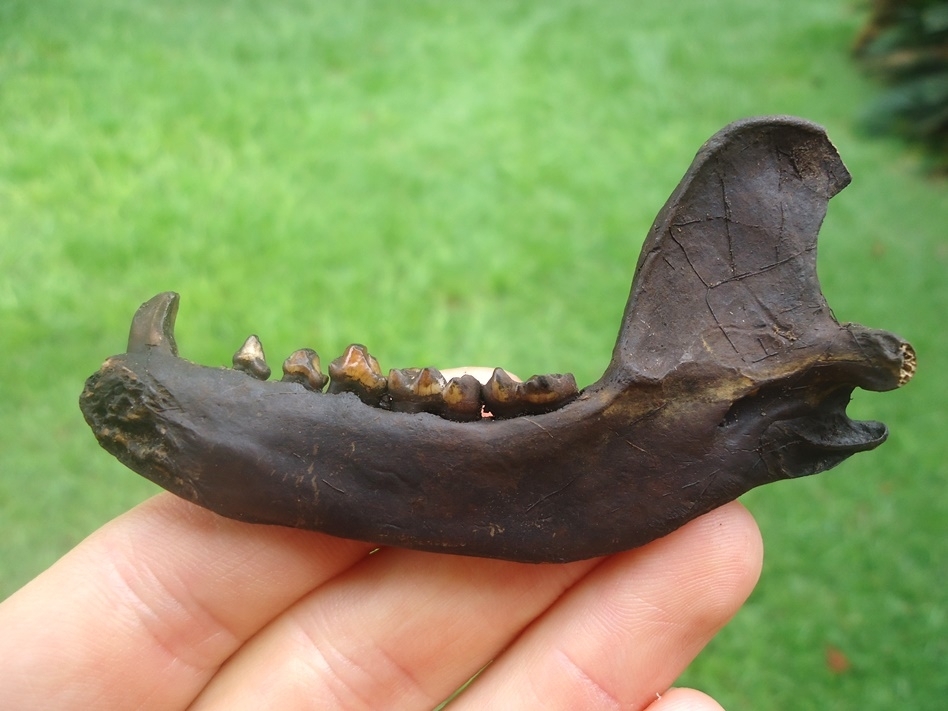 Large image 1 Exceptional Raccoon Mandible with Six Teeth