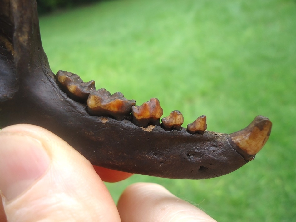 Large image 2 Exceptional Raccoon Mandible with Six Teeth