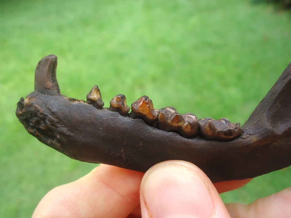 Large image 4 Exceptional Raccoon Mandible with Six Teeth